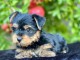 B&eacute;b&eacute; chiot Yorkshire femelle a donner 