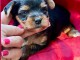 Je donne chiot Yorkshire disponible 
