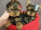 Chiots Yorkshire terrier disponible de suite 