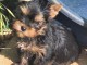B&eacute;b&eacute; chiot Yorkshire terrier m&acirc;le a donner 
