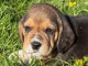 Chiots beagle disponible pour adoption 