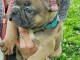 B&eacute;b&eacute; chiot bulldog fran&ccedil;ais m&acirc;le &agrave; donner 
