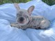 Magnifique chiot bouledogue fran&ccedil;ais aux yeux bleus 