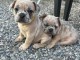 Adoption chiot bouledogue fran&ccedil;ais m&acirc;le et femelle 