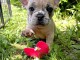Je donne chiot bouledogue fran&ccedil;ais 