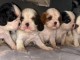 Port&eacute;e des petits chiots cavalier king charle &agrave; adopter 