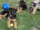 Je donne chiot berger allemand disponible 