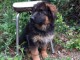 B&eacute;b&eacute; chiot berger allemand disponible 
