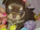 Adoption chiot chihuahua m&acirc;le 