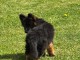 chiots berger allemand disponible pour adoption 