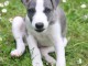 chiots whippet a donner 