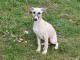 Je donne chiot whippet disponible 
