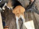 Je donne chiot beagle disponible 