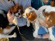 Chien cavalier king charle &agrave; adopter 
