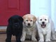 Chiot labrador retriever pour adopter 
