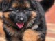 Je donne chiot type berger allemand 
