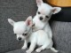Chiots chihuahua &agrave; adopter 