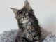 Chaton Maine coon &agrave; donner 