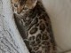 B&eacute;b&eacute; chaton Bengal pour adoption 