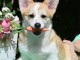 Chiots Welsh Corgi Pembroke