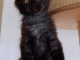 B&eacute;b&eacute; chaton Maine coon adorable 