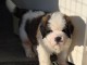 chiot saint Bernard &agrave; donner 