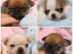 chiots chihuahua &agrave; adopter 