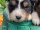 adoption chiot berger australien 