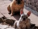 Chiots bouledogue fran&ccedil;ais &agrave; donner 