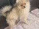 chiots spitz allemand race pure 