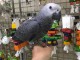 Perroquet gris Gabon adopter m&acirc;le 