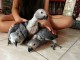 B&eacute;b&eacute; perroquet gris Gabon disponible pour adoption 