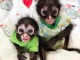 B&eacute;b&eacute; singe capucin &agrave; donner 