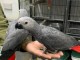 Perroquet gris Gabon disponible pour adoption 