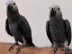Couple perroquet gris Gabon adopter ensemble 