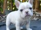 Je donne chiot bouledogue fran&ccedil;ais 