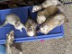 Adoption furets femelle et m&acirc;le disponible 