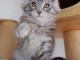 je donne chaton Maine coon disponible 