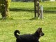 berger allemand disponible pour adoption 