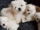 Adoption chiot bichon maltais disponible 