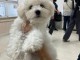 Chiots bichon maltais femelle a donner 
