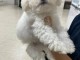 Magnifique chiot bichon maltais disponible 