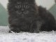 Je donne chaton Maine coon adorable 