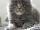 B&eacute;b&eacute; chaton Maine coon m&acirc;le 