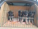 Chiots berger allemand disponible 