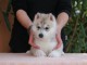 Chiots husky sib&eacute;rien &agrave; donner 