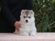 Je donne chiot husky sib&eacute;rien 
