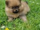 chiots spitz allemand race pure 