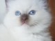 B&eacute;b&eacute; chaton ragdoll femelle &agrave; donner 