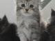 Chaton Maine coon adorable 